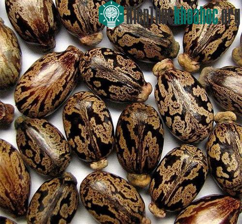 Những hạt đầu thầu dầu kịch độc với vẻ ngoài giống màu da trăn rất dễ phân biệt