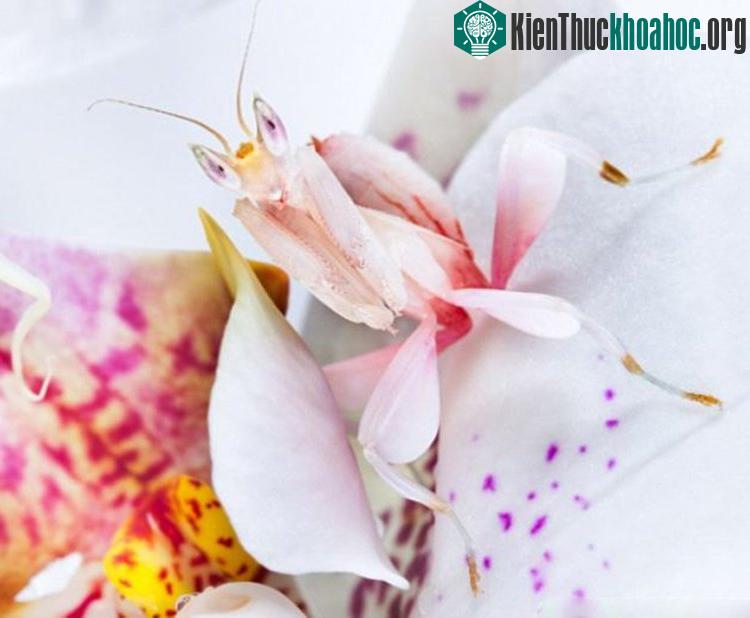 Bốn chân của chúng trông giống hệt như những cánh hoa lan, trong khi các cặp chi trước có răng cưa giống như các loài bọ ngựa khác được sử dụng trong việc nắm bắt con mồi.