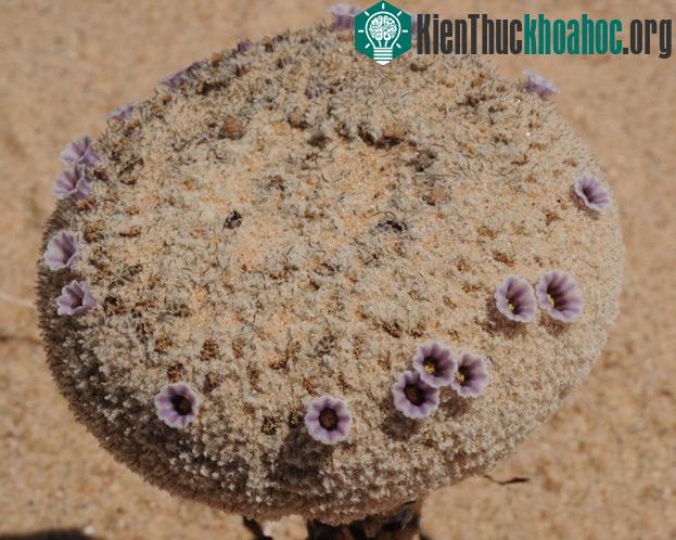 Pholisma sonorae là loại cây dị dưỡng.