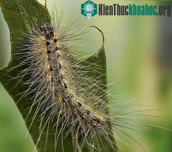 Tùy thuộc vào khí hậu, bướm mẹ có thể đẻ từ 1 - 4 thế hệ ấu trùng khác nhau.