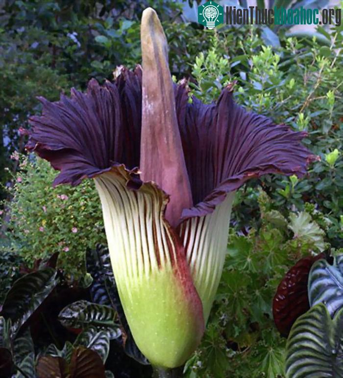 Hoa xác thối (Titan Arum) được mệnh danh là "loài hoa có mùi tồi tệ nhất trên thế giới", với mùi hương giống mùi xác chết thối rữa. Côn trùng thụ phấn cho cây chủ yếu là ruồi và bọ cánh c...