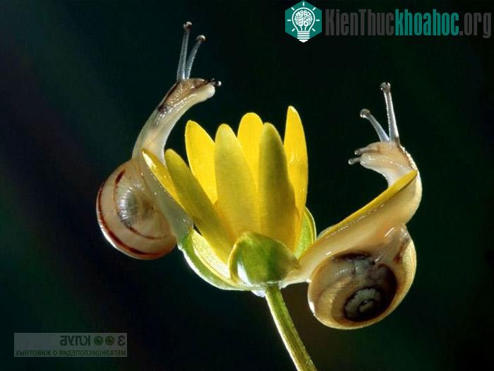 Ai bảo côn trùng là xấu xí ảnh 22
