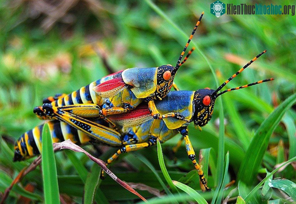 Ai bảo côn trùng là xấu xí ảnh 24