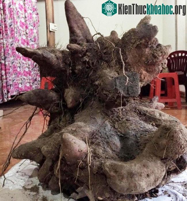 Củ khoai đang được để tại nhà ông Bắc cho mọi người chiêm ngưỡng.