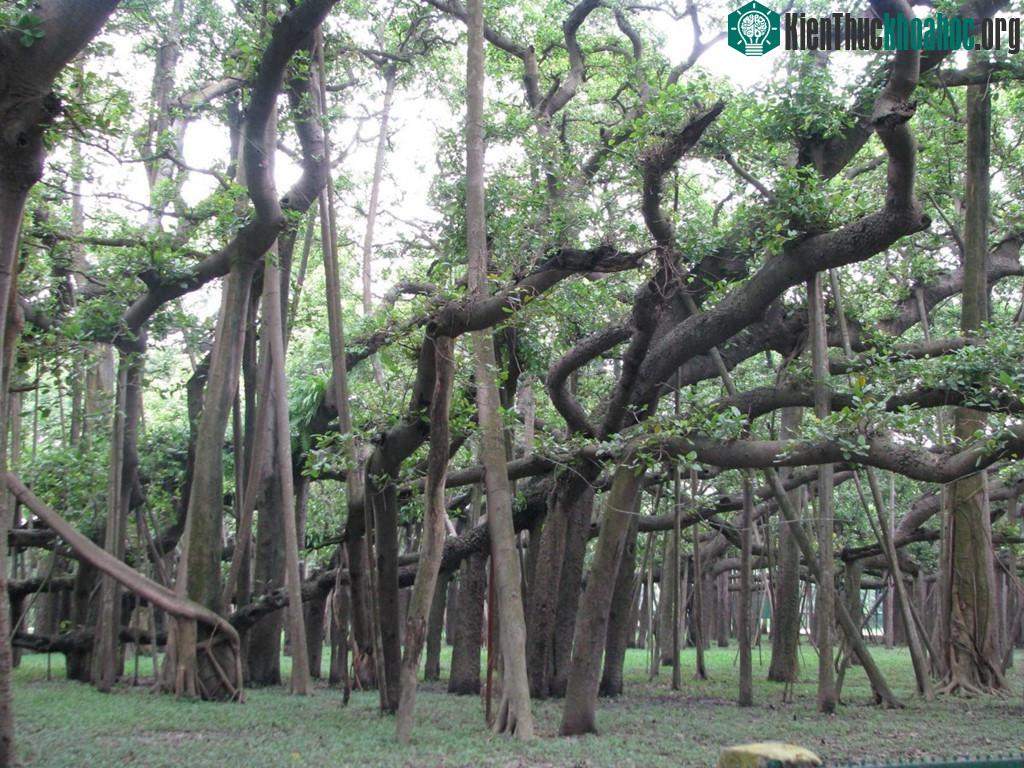 Cây đa khổng lồ nhất thế giới ảnh 3