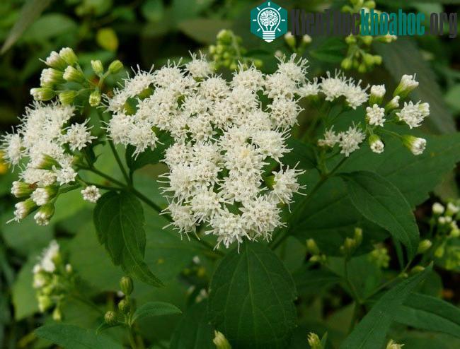 White Snakeroot