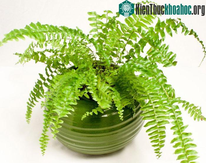 Cây dương xỉ giúp loại bỏ formaldehyde