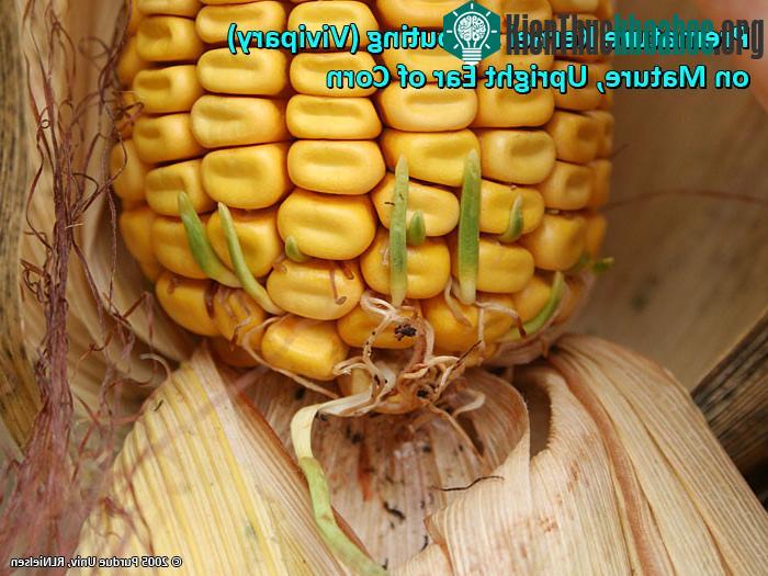 Thông thường, lớp vỏ ngoài sẽ tránh cho nước lọt vào bên trong - yếu tố khiến ngô dễ mọc mầm nhất.