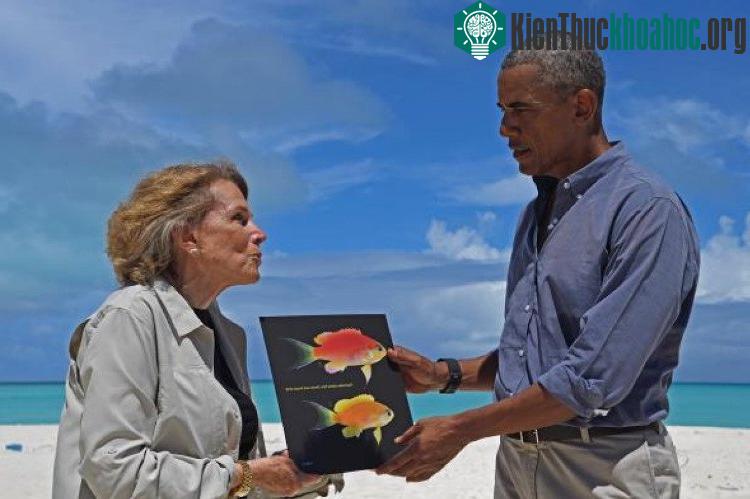 Loài cá Tosanoides obama.