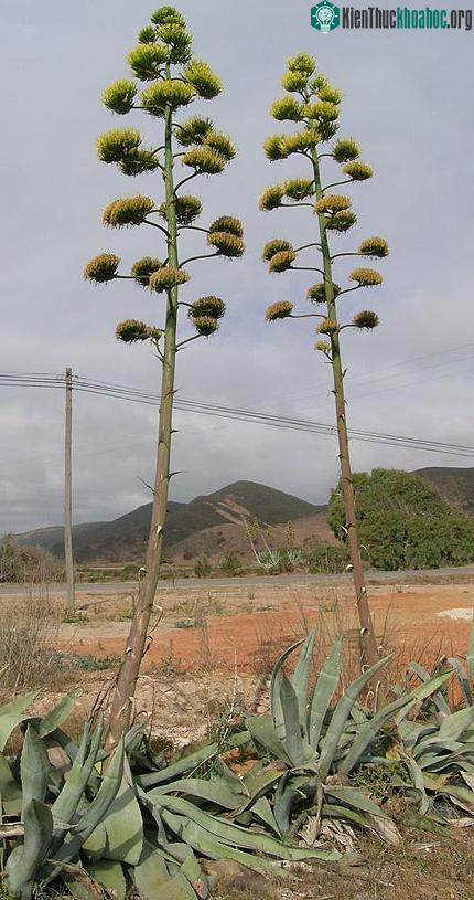 Agave Americana