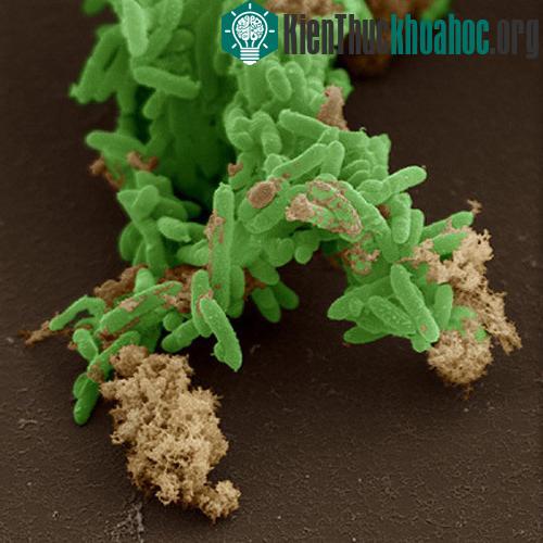 Vi khuẩn Geobacter