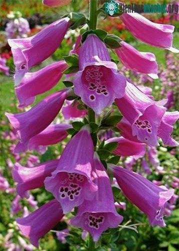 Trong cây Foxglove người ta tìm thấy có chứa glycosid tim trong đó đặc biệt nguy hiểm là loại glycosid tim có tên gọi là digoxin.