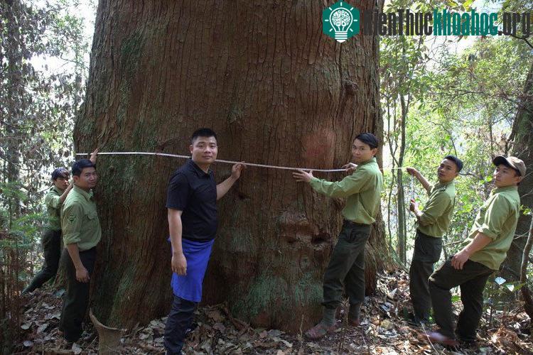 Một gốc sa mu có đường kính 3,7m. Phải nhiều người nối tay nhau ôm mới xuể.