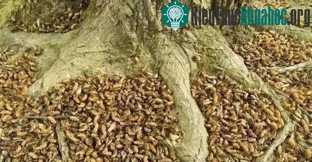 Trong khoảng thời gian kén ve sầu chui lên từ mặt đất, tại đồng ruộng, vườn tược, và sân nhà, thậm chí là trong phòng, khắp nơi đều có ve sầu.