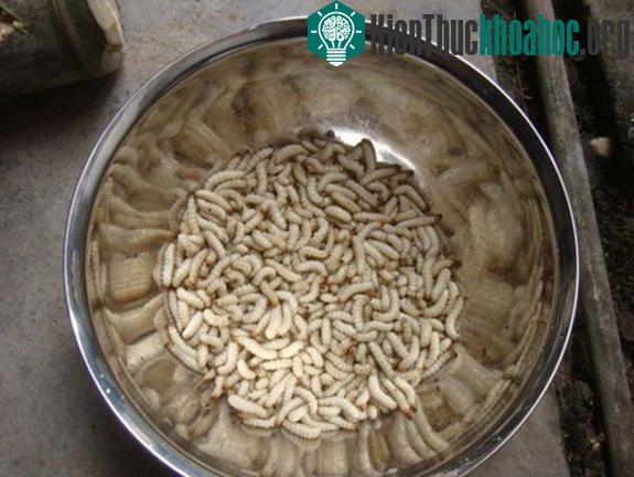 Sâu tre là món ăn hảo hạng