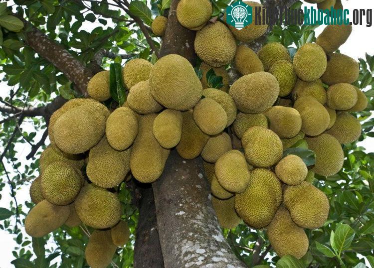 Cây mít khi trưởng thành hoàn toàn có thể sản xuất 150-200 trái mít một năm.