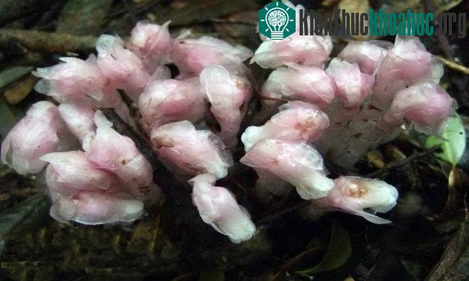 Chúng sống thành cụm trong những khu rừng âm u, ẩm ướt trên sườn núi, cách mặt nước biển 800–3.200m.