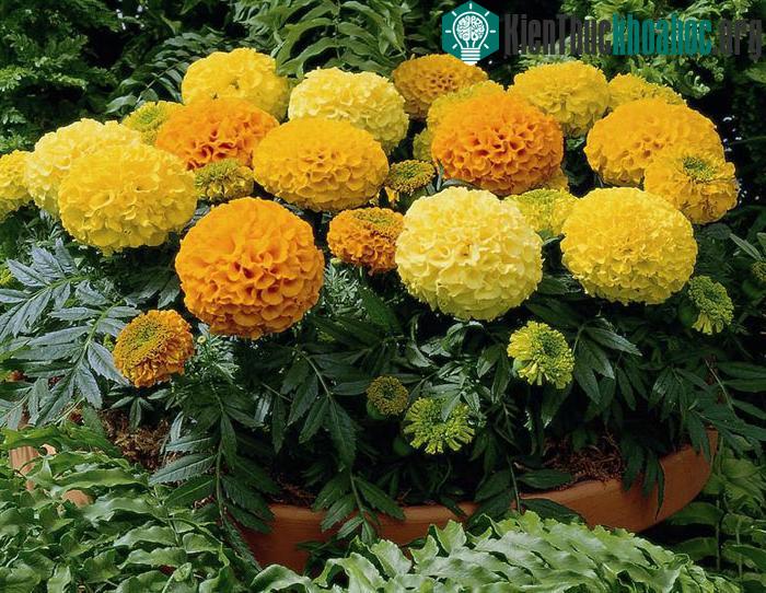 Cúc vạn thọ