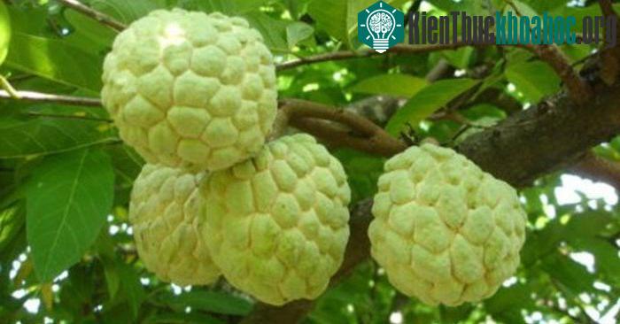 Những loại trái cây không hạt thu lời "khủng" của dân Việt ảnh 3