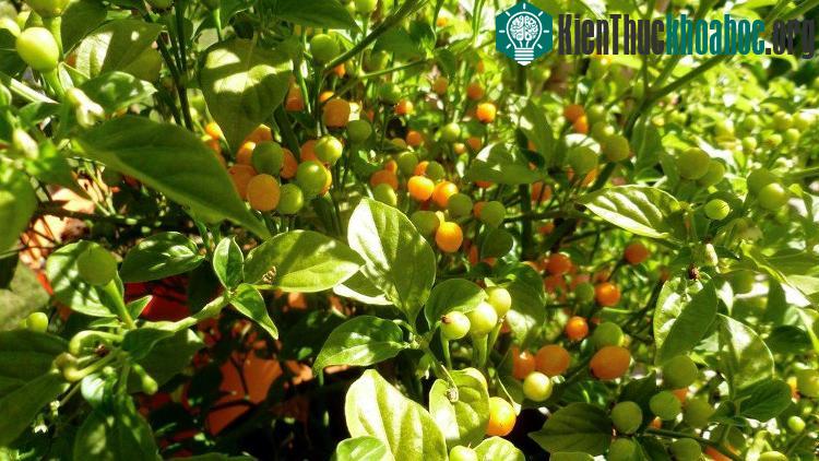 Ớt đắt nhất thế giới giá 26.000USD một kg ảnh 3