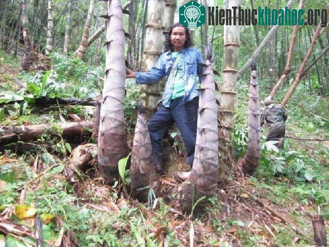 Cây tre khổng lồ này nằm trong đồn điền của anh Naga Sen
