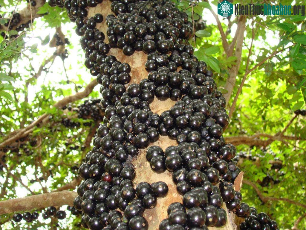 Plinia Cauliflora (nho thân gỗ)