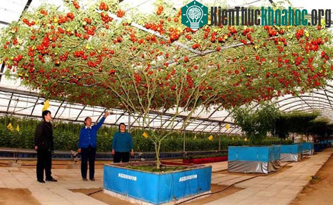 Nguồn gốc của cây cà chua "bạch tuộc" có thể đến từ Trung Quốc.
