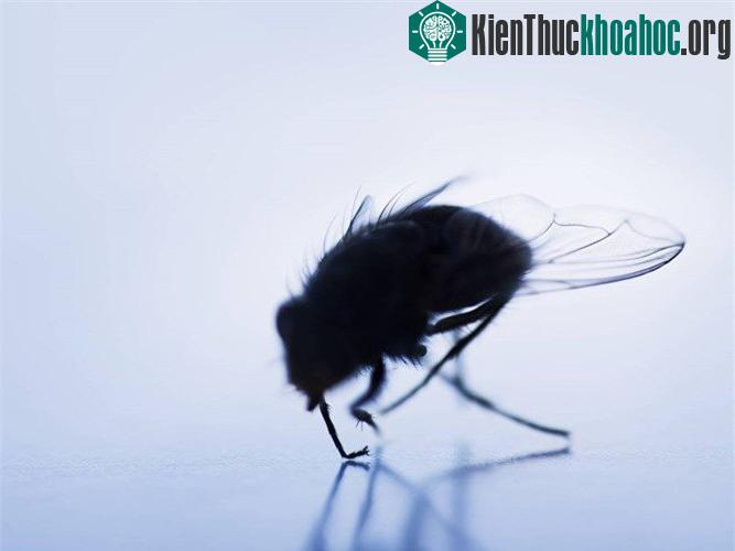 Tất cả sẽ không đáng ngại nếu như loài ruồi nguy hiểm sống hoang dã và tránh xa con người. Nhưng chúng không như vậy. Cấu tạo sinh học của loài ruồi có khiến chúng có khuynh hướng thích sống gần ch...