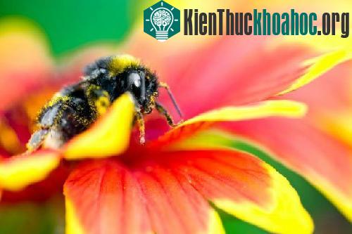 Ong không nhận biết được màu đỏ