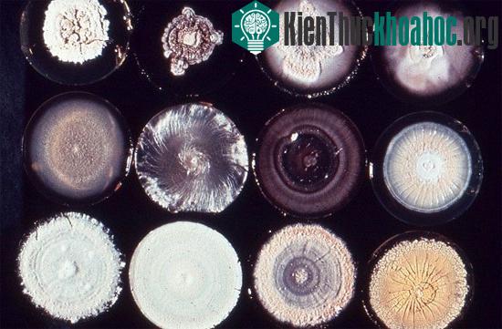 Hình ảnh nấm Coccidioides qua kính hiển vi