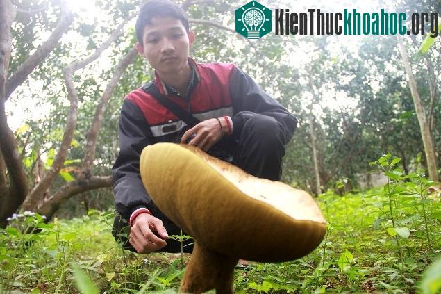 Những cây nấm này có màu nâu xám hoặc vàng nhạt, kích thước khổng lồ so với những loại nấm thông thường.
