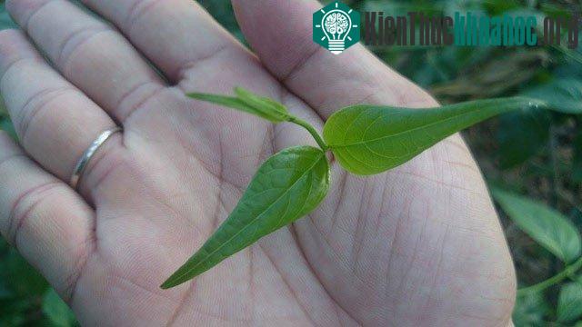 Độc chất nằm nhiều nhất ở phần lá non.