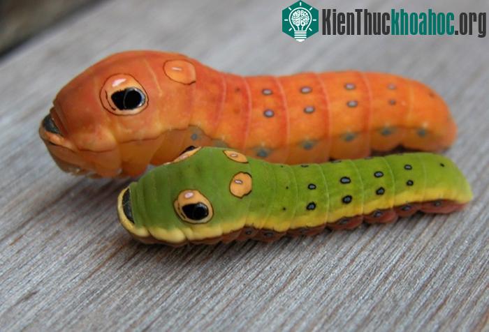 Loài sâu bướm đuôi nhạn Spicebush phân bố chủ yếu ở vùng Đông Nam của khu vực Bắc Mỹ.