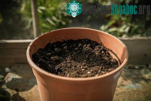 Chuẩn bị chậu trồng hoa