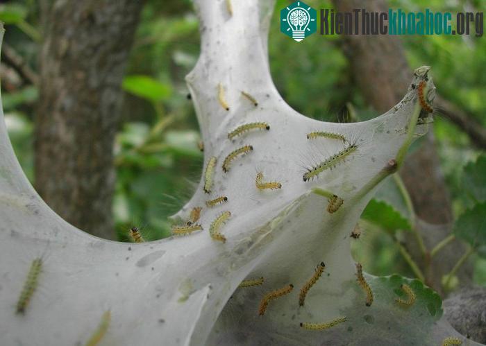Ấu trùng trưởng thành có thể đạt đến 2,5cm với khả năng nhả tơ tạo mạng như... nhện.