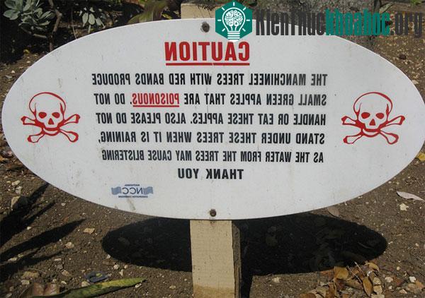 Loài cây độc nhất thế giới
