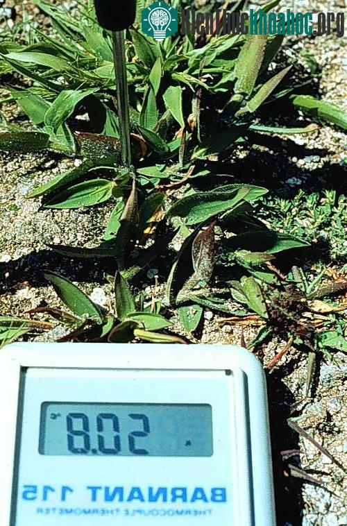Cỏ vẫn có thể phát triển và sinh sôi tại nhiệt độ 50°C nhờ virus.