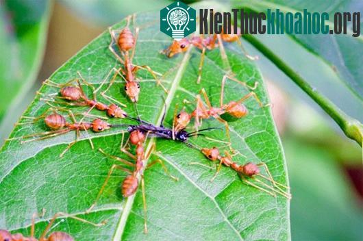 Allomerus đặt bẫy trên thân và lá cây, khi có loài côn trùng sa chân vào cửa bẫy, Allomerus sẽ xông ra và chộp lấy một chân của nó.