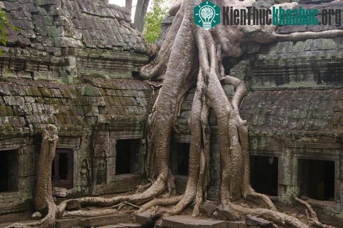 Cây bông gòn ở Ta Prohm, rễ của cây mọc lung tung xung quanh ngôi đến cổ càng làm tăng vẻ cổ kính và kì lạ.