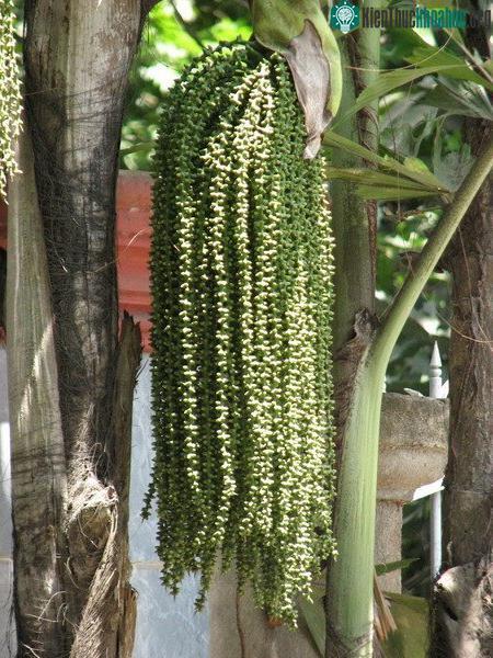 Khi bị ngứa bởi quả của đủng đỉnh, hãy dùng khăn khô hơ lửa nóng, lau đều và không được gãi.