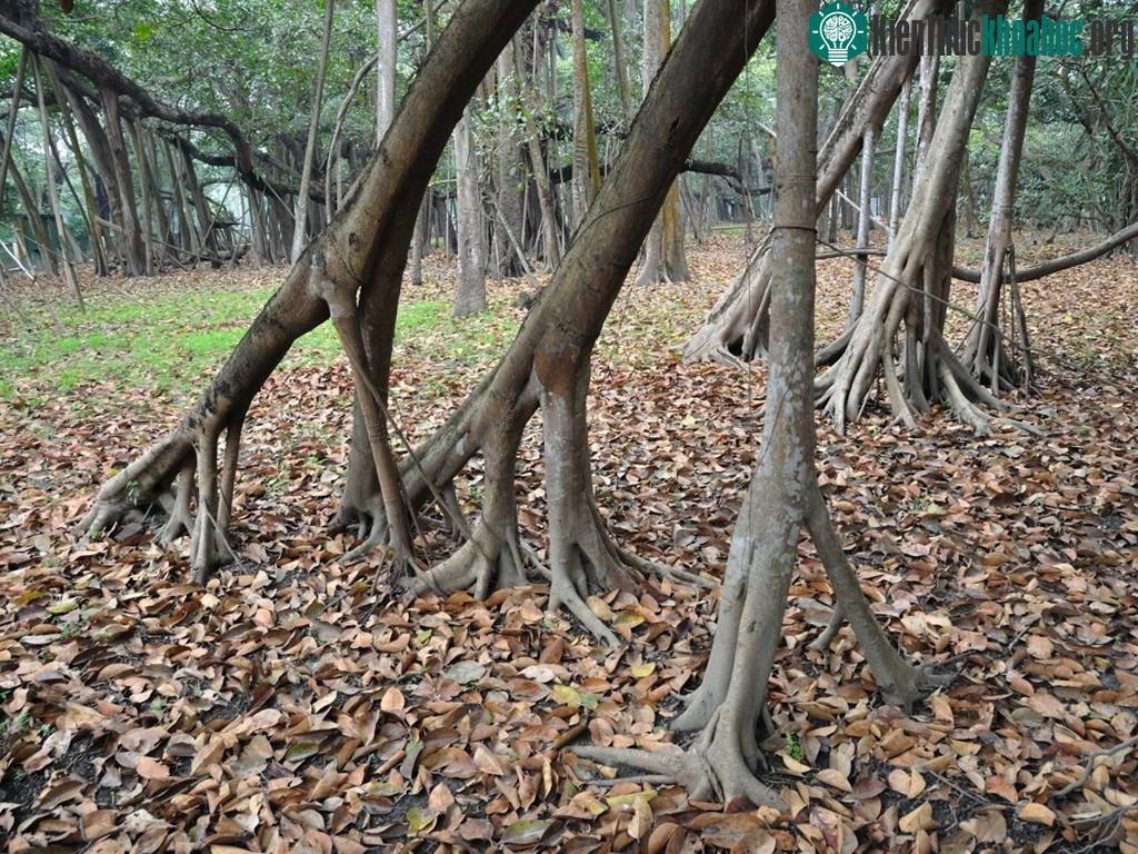 Cây đa khổng lồ nhất thế giới ảnh 4