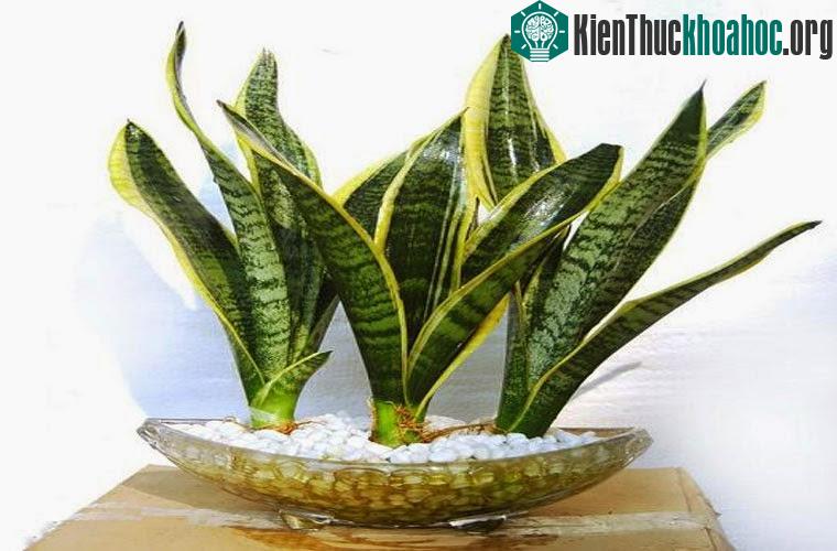 Cây lưỡi hổ giúp giảm carbon dioxide, formaldehyde, benzene trong không khí.
