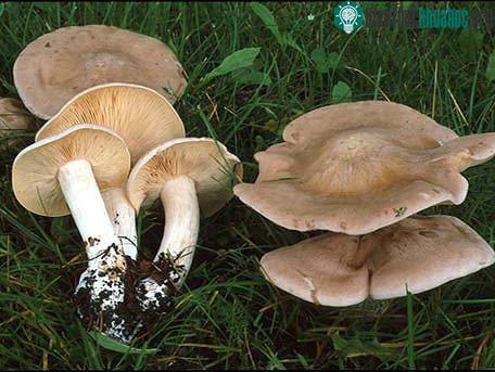 Nấm Entoloma sinuatum