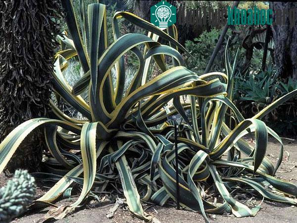 Agave Americana