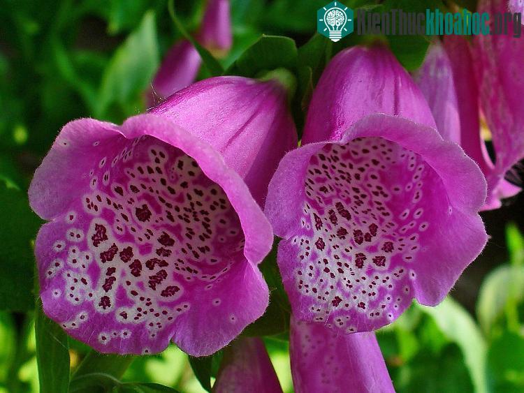 Khi trúng độc của Foxglove, nạn nhân có những triệu chứng như buồn nôn, nôn mửa và tiêu chảy