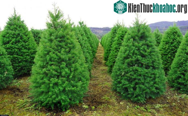Do đó, các chủ trang trại trồng thông thường phải phun thuốc trừ sâu và bón phân cho cây phát triển tốt.
