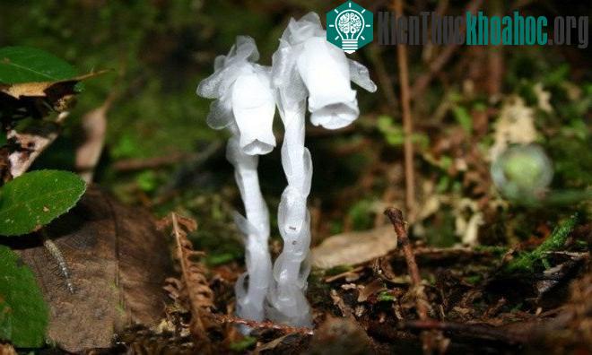 Đầu cây rũ xuống trong thời gian từ tháng 6 đến tháng 9.