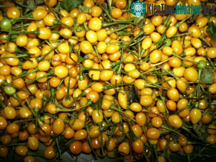Ớt đắt nhất thế giới giá 26.000USD một kg ảnh 4