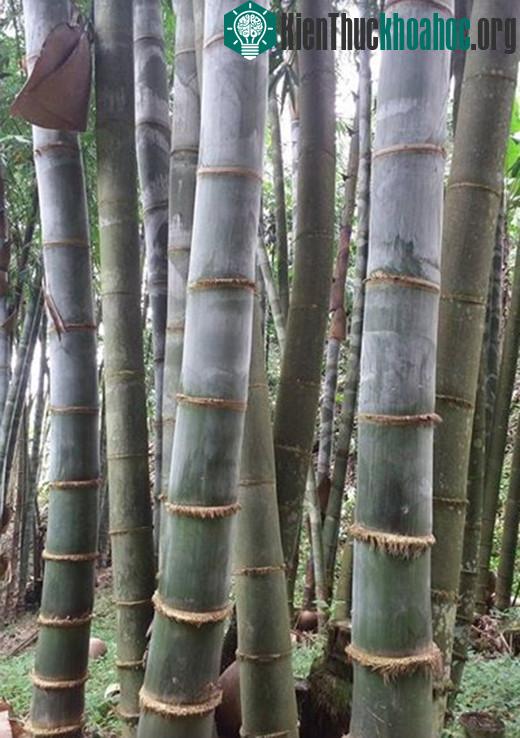 Đây là giống tre lớn nhất thế giới.