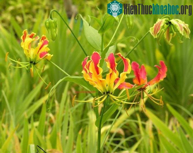 Tất cả các thành phần của cây Ngót nghẻo đều chứa chất độc có thể giết chết người và động vật lớn.